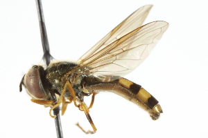  (Platycheirus scamboides - CNC DIPTERA 72528)  @13 [ ] CreativeCommons - Attribution (2011) CNC/CBG Photography Group Centre for Biodiversity Genomics