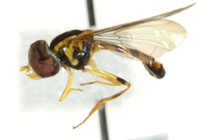  ( - JSS22162)  @13 [ ] CreativeCommons - Attribution (2011) CNC/CBG Photography Group Centre for Biodiversity Genomics