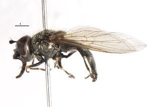  (Platycheirus migriaulii - CNC DIPTERA 105934)  @13 [ ] CreativeCommons - Attribution (2011) CNC/CBG Photography Group Centre for Biodiversity Genomics
