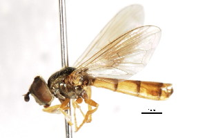  (Platycheirus normae - CNC DIPTERA 105960)  @13 [ ] CreativeCommons - Attribution (2011) CNC/CBG Photography Group Centre for Biodiversity Genomics