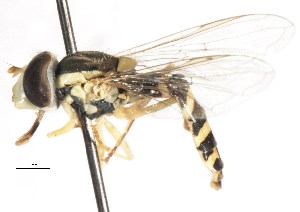 ( - CNC DIPTERA 105991)  @13 [ ] CreativeCommons - Attribution (2011) CNC/CBG Photography Group Centre for Biodiversity Genomics