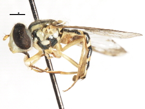  ( - CNC DIPTERA 105992)  @13 [ ] CreativeCommons - Attribution (2011) CNC/CBG Photography Group Centre for Biodiversity Genomics