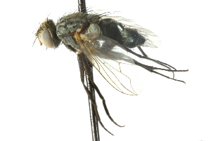 (Phantasiomyia sp. 2 - CNC DIPTERA 103988)  @13 [ ] CreativeCommons - Attribution (2011) CNC/CBG Photography Group Centre for Biodiversity Genomics