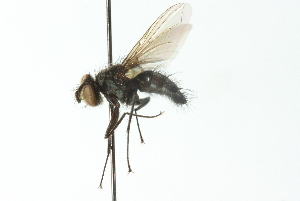  (Nemorilla floralis - CNC DIPTERA 104043)  @13 [ ] CreativeCommons - Attribution (2011) CNC/CBG Photography Group Centre for Biodiversity Genomics