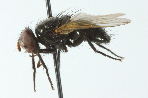  (Gnadochaeta metallica - CNC DIPTERA 104078)  @13 [ ] CreativeCommons - Attribution (2011) CNC/CBG Photography Group Centre for Biodiversity Genomics