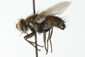  ( - CNC DIPTERA 104088)  @14 [ ] CreativeCommons - Attribution (2011) CNC/CBG Photography Group Centre for Biodiversity Genomics