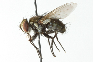  ( - CNC DIPTERA 104090)  @13 [ ] CreativeCommons - Attribution (2011) CNC/CBG Photography Group Centre for Biodiversity Genomics