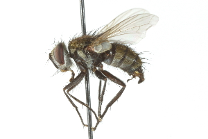  ( - CNC DIPTERA 104091)  @11 [ ] CreativeCommons - Attribution (2011) CNC/CBG Photography Group Centre for Biodiversity Genomics