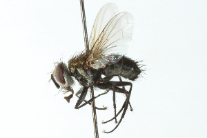  ( - CNC DIPTERA 104092)  @13 [ ] CreativeCommons - Attribution (2011) CNC/CBG Photography Group Centre for Biodiversity Genomics