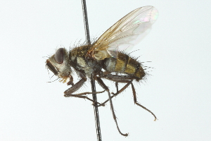  ( - CNC DIPTERA 104095)  @11 [ ] CreativeCommons - Attribution (2011) CNC/CBG Photography Group Centre for Biodiversity Genomics