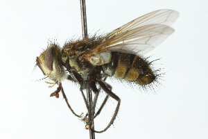  ( - CNC DIPTERA 104099)  @13 [ ] CreativeCommons - Attribution (2011) CNC/CBG Photography Group Centre for Biodiversity Genomics