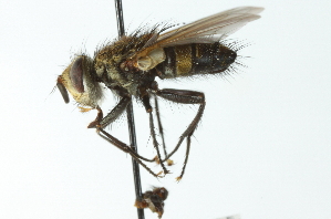  ( - CNC DIPTERA 104100)  @13 [ ] CreativeCommons - Attribution (2011) CNC/CBG Photography Group Centre for Biodiversity Genomics