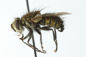  ( - CNC DIPTERA 104101)  @11 [ ] CreativeCommons - Attribution (2011) CNC/CBG Photography Group Centre for Biodiversity Genomics