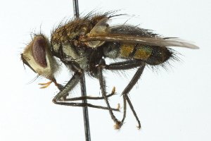  ( - CNC DIPTERA 104102)  @11 [ ] CreativeCommons - Attribution (2011) CNC/CBG Photography Group Centre for Biodiversity Genomics