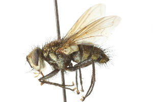  ( - CNC DIPTERA 104118)  @11 [ ] CreativeCommons - Attribution (2011) CNC/CBG Photography Group Centre for Biodiversity Genomics