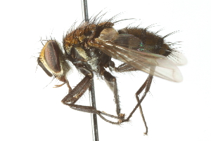  ( - CNC DIPTERA 104137)  @11 [ ] CreativeCommons - Attribution (2011) CNC/CBG Photography Group Centre for Biodiversity Genomics