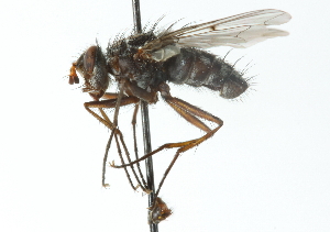  ( - CNC DIPTERA 104158)  @14 [ ] CreativeCommons - Attribution (2011) CNC/CBG Photography Group Centre for Biodiversity Genomics