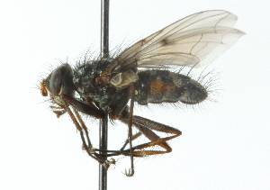  ( - CNC DIPTERA 104161)  @11 [ ] CreativeCommons - Attribution (2011) CNC/CBG Photography Group Centre for Biodiversity Genomics