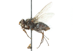  ( - CNC DIPTERA 104173)  @13 [ ] CreativeCommons - Attribution (2011) CNC/CBG Photography Group Centre for Biodiversity Genomics