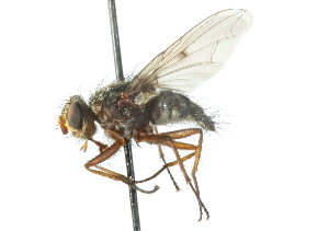  ( - CNC DIPTERA 104174)  @13 [ ] CreativeCommons - Attribution (2011) CNC/CBG Photography Group Centre for Biodiversity Genomics