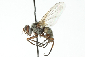  ( - CNC DIPTERA 104236)  @13 [ ] CreativeCommons - Attribution (2011) CNC/CBG Photography Group Centre for Biodiversity Genomics