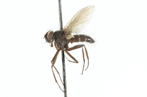  ( - CNC DIPTERA 104288)  @13 [ ] CreativeCommons - Attribution (2011) CNC/CBG Photography Group Centre for Biodiversity Genomics