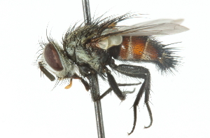  (Eunemorilla - CNC DIPTERA 104305)  @14 [ ] CreativeCommons - Attribution (2011) CNC/CBG Photography Group Centre for Biodiversity Genomics