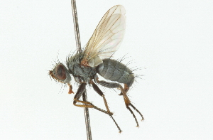  ( - CNC DIPTERA 104335)  @13 [ ] CreativeCommons - Attribution (2011) CNC/CBG Photography Group Centre for Biodiversity Genomics