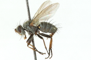  ( - CNC DIPTERA 104336)  @13 [ ] CreativeCommons - Attribution (2011) CNC/CBG Photography Group Centre for Biodiversity Genomics