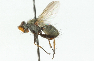  ( - CNC DIPTERA 104337)  @12 [ ] CreativeCommons - Attribution (2011) CNC/CBG Photography Group Centre for Biodiversity Genomics