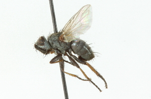  ( - CNC DIPTERA 104338)  @11 [ ] CreativeCommons - Attribution (2011) CNC/CBG Photography Group Centre for Biodiversity Genomics