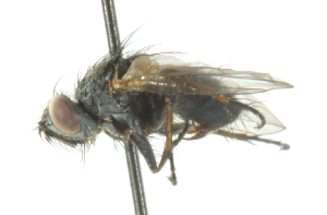  ( - CNC DIPTERA 104339)  @12 [ ] CreativeCommons - Attribution (2011) CNC/CBG Photography Group Centre for Biodiversity Genomics