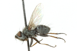  ( - CNC DIPTERA 104340)  @12 [ ] CreativeCommons - Attribution (2011) CNC/CBG Photography Group Centre for Biodiversity Genomics