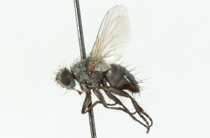  (Campylocheta nr. sp. 1 - CNC DIPTERA 104343)  @13 [ ] CreativeCommons - Attribution (2011) CNC/CBG Photography Group Centre for Biodiversity Genomics