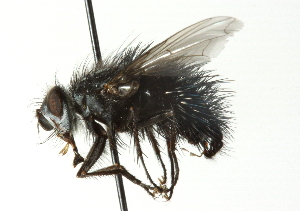  ( - CNC DIPTERA 104391)  @14 [ ] CreativeCommons - Attribution (2011) CNC/CBG Photography Group Centre for Biodiversity Genomics