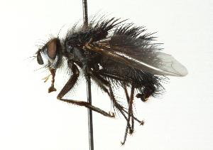  ( - CNC DIPTERA 104392)  @13 [ ] CreativeCommons - Attribution (2011) CNC/CBG Photography Group Centre for Biodiversity Genomics