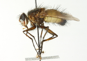  ( - CNC DIPTERA 104421)  @14 [ ] CreativeCommons - Attribution (2011) CNC/CBG Photography Group Centre for Biodiversity Genomics