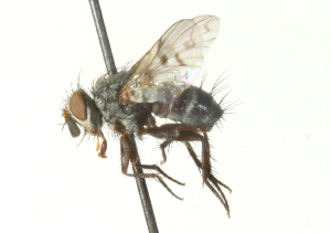  ( - CNC DIPTERA 104429)  @11 [ ] CreativeCommons - Attribution (2011) CNC/CBG Photography Group Centre for Biodiversity Genomics