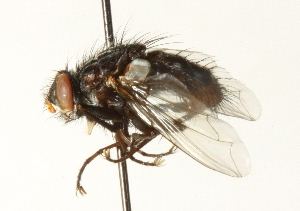  ( - CNC DIPTERA 104449)  @12 [ ] CreativeCommons - Attribution (2011) CNC/CBG Photography Group Centre for Biodiversity Genomics