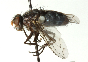  ( - CNC DIPTERA 104451)  @13 [ ] CreativeCommons - Attribution (2011) CNC/CBG Photography Group Centre for Biodiversity Genomics