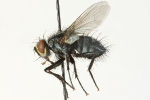  ( - CNC DIPTERA 104540)  @11 [ ] CreativeCommons - Attribution (2011) CNC/CBG Photography Group Centre for Biodiversity Genomics