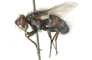  ( - CNC DIPTERA 104622)  @13 [ ] CreativeCommons - Attribution (2011) CNC/CBG Photography Group Centre for Biodiversity Genomics