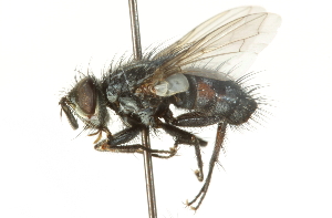  ( - CNC DIPTERA 104623)  @14 [ ] CreativeCommons - Attribution (2011) CNC/CBG Photography Group Centre for Biodiversity Genomics