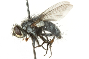  ( - CNC DIPTERA 104624)  @13 [ ] CreativeCommons - Attribution (2011) CNC/CBG Photography Group Centre for Biodiversity Genomics