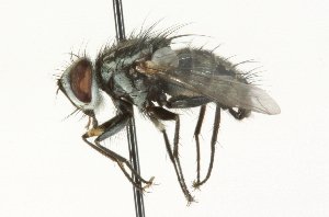  ( - CNC DIPTERA 104647)  @13 [ ] CreativeCommons - Attribution (2011) CNC/CBG Photography Group Centre for Biodiversity Genomics