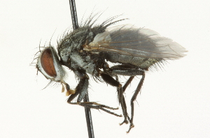  ( - CNC DIPTERA 104648)  @13 [ ] CreativeCommons - Attribution (2011) CNC/CBG Photography Group Centre for Biodiversity Genomics