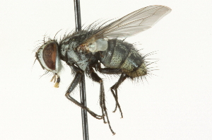  (Hyphantrophaga collina - CNC DIPTERA 104649)  @14 [ ] CreativeCommons - Attribution (2011) CNC/CBG Photography Group Centre for Biodiversity Genomics