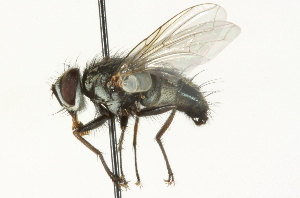  ( - CNC DIPTERA 104650)  @11 [ ] CreativeCommons - Attribution (2011) CNC/CBG Photography Group Centre for Biodiversity Genomics