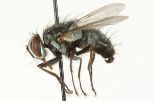  ( - CNC DIPTERA 104651)  @14 [ ] CreativeCommons - Attribution (2011) CNC/CBG Photography Group Centre for Biodiversity Genomics