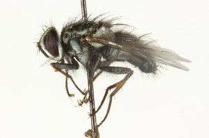  ( - CNC DIPTERA 104652)  @13 [ ] CreativeCommons - Attribution (2011) CNC/CBG Photography Group Centre for Biodiversity Genomics